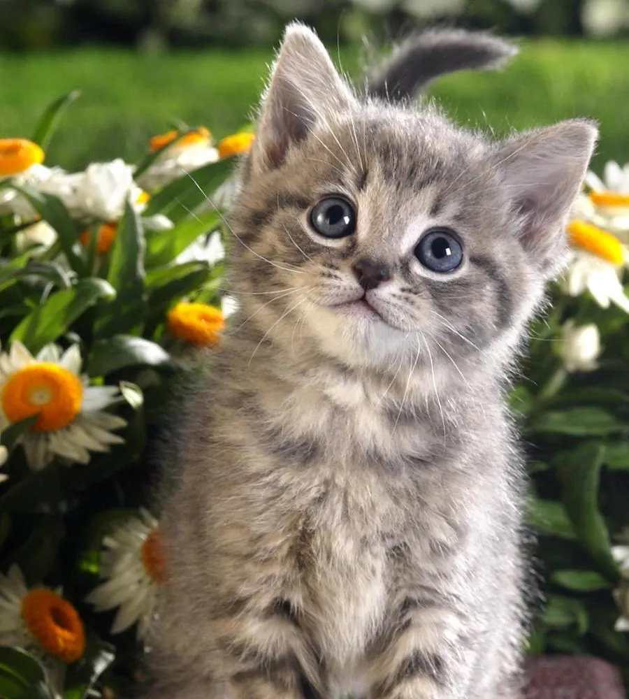 Grijs kitten zit tussen de bloemen en kijkt nieuwsgierig omhoog
